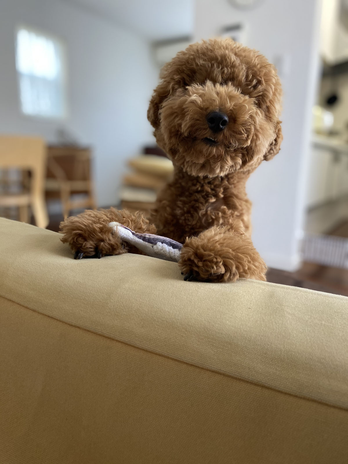 トイプードル子犬 7日間のお留守番でかしこくなる Aula Powered By ライブドアブログ