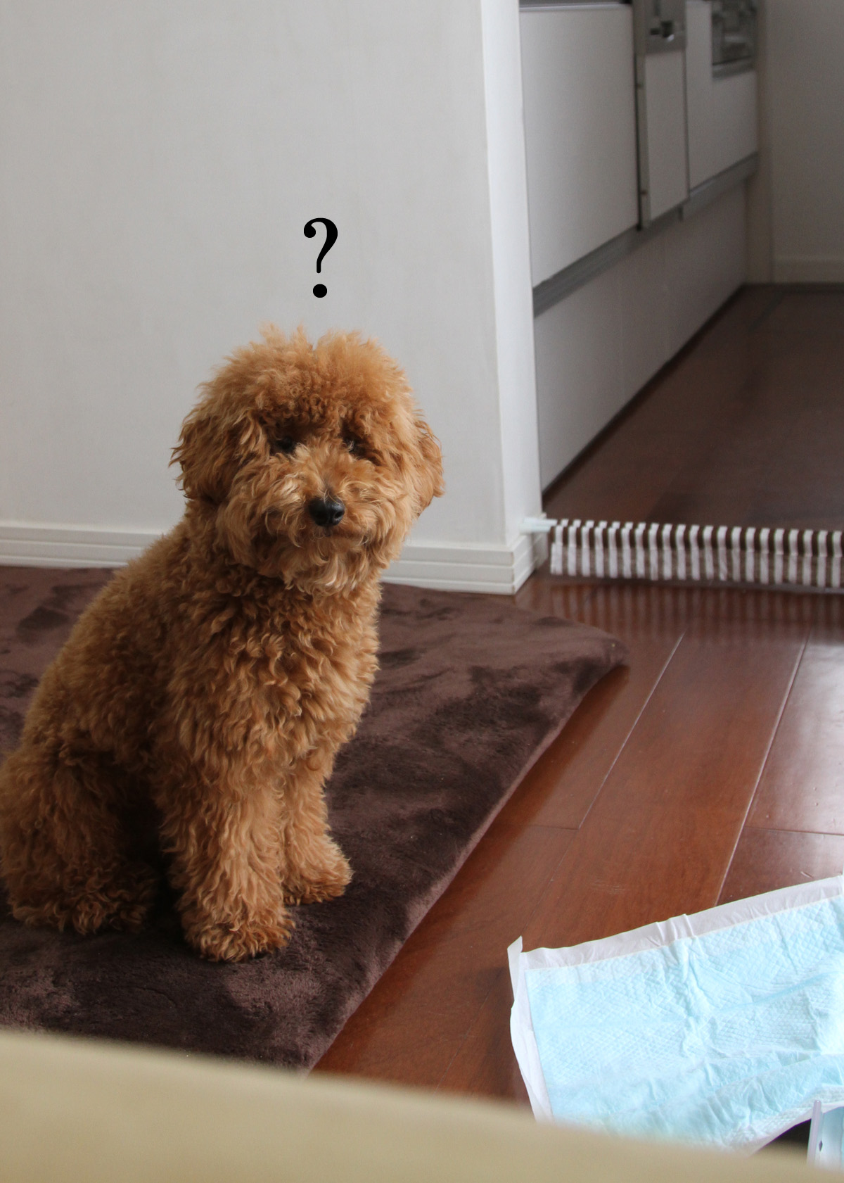 トイプードル子犬の いたずら防止 にこれが効果的だったけど それをするとちょっと切なくる話 Aula Powered By ライブドアブログ