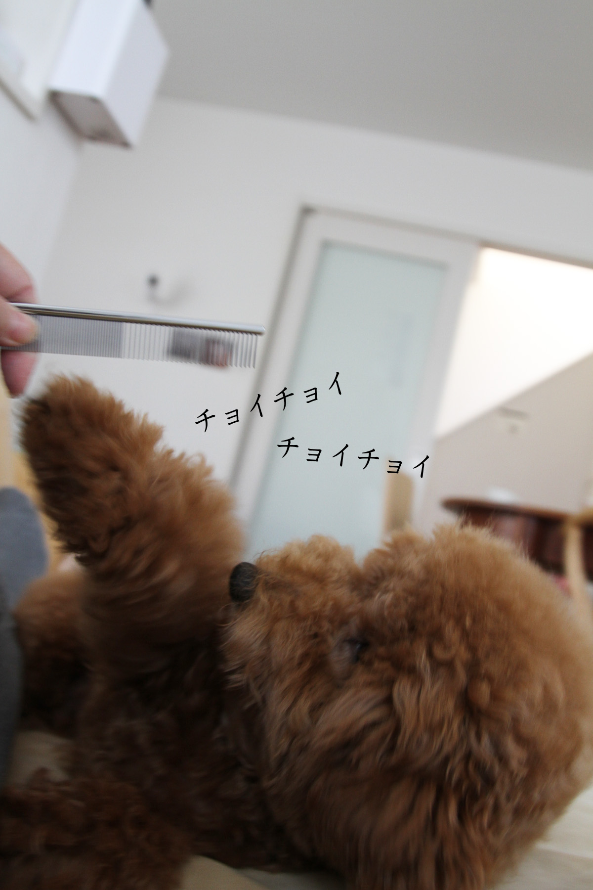 下から見たトイプードルにジワッとくる Aula Powered By ライブドアブログ