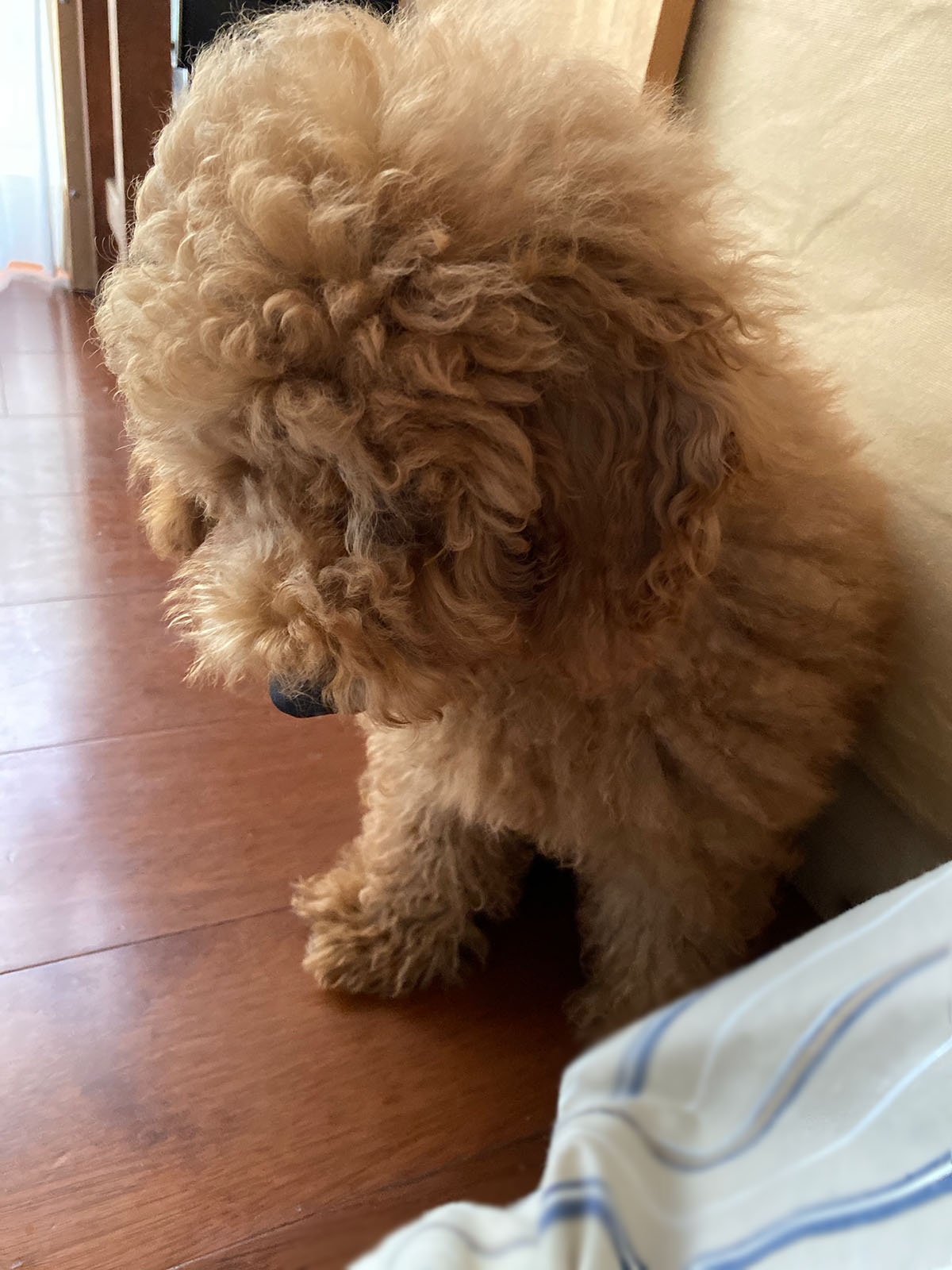 ひとり遊びするトイプードル子犬が愛おしい Aula Powered By ライブドアブログ