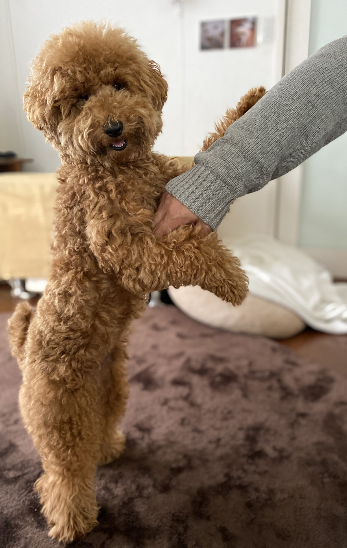 大きくなりすぎちゃったトイプードル子犬 Aula Powered By ライブドアブログ