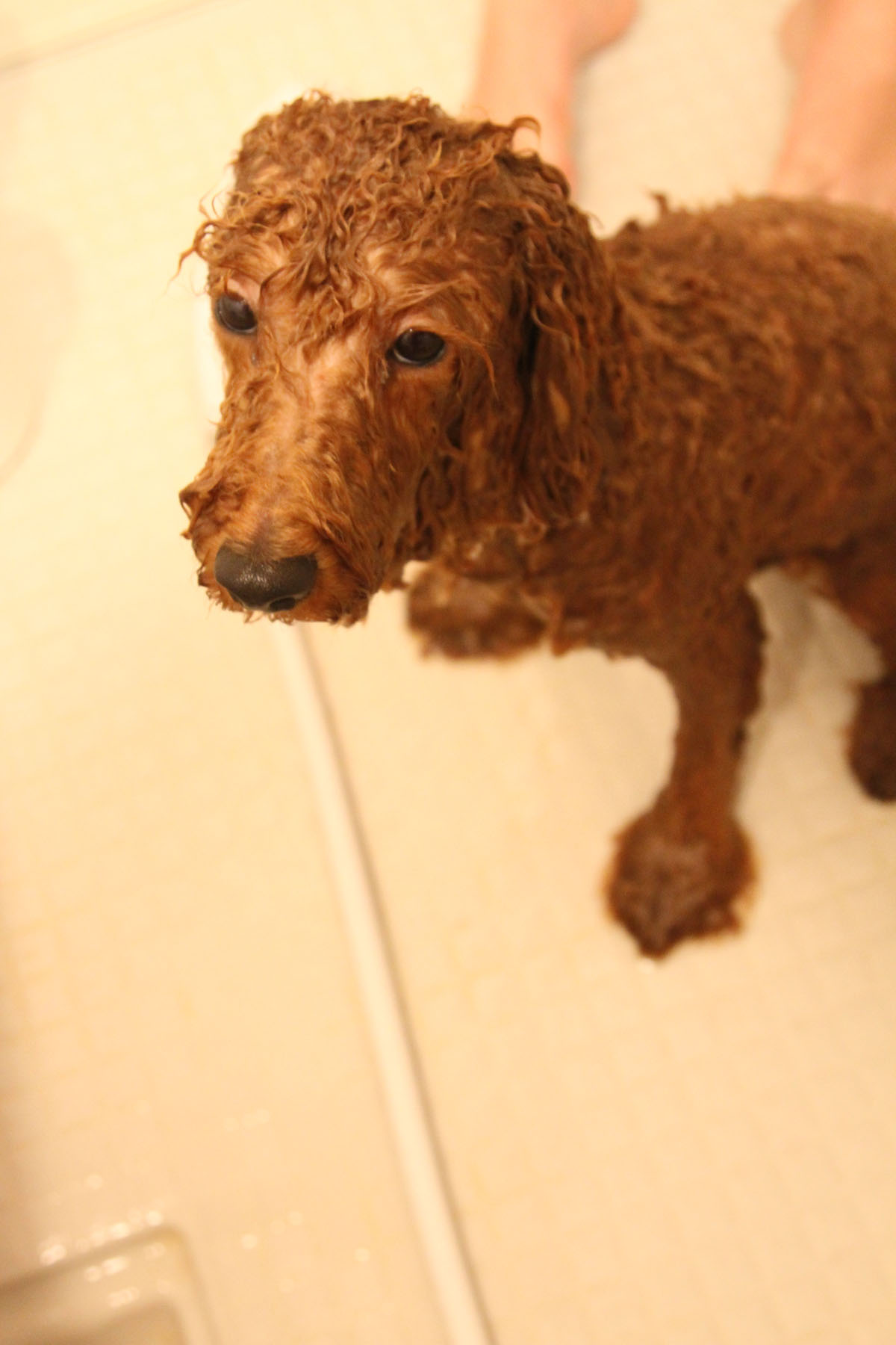 トイプードル おうちシャンプーでフッワフワ Aula Powered By ライブドアブログ