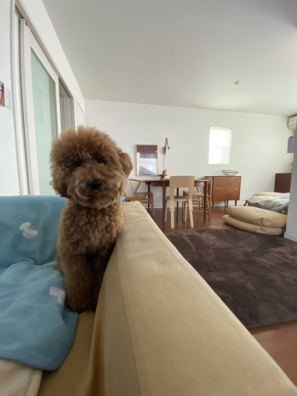 トイプードル子犬 外の音 で野生化する 飼い主の妄想です Aula Powered By ライブドアブログ トイプードル子犬 外の音 で野生化する 飼い主の妄想です Aula Powered By ライブドアブログ