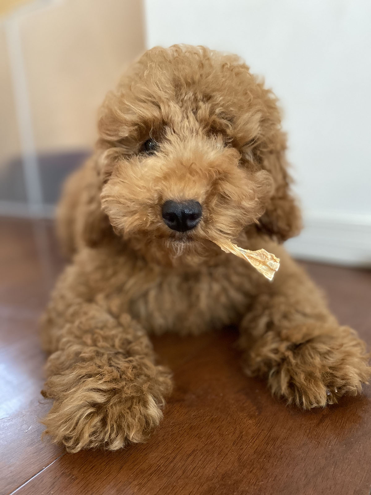 犬さん絶賛甘噛み中 痛いよ Aula Powered By ライブドアブログ 犬さん絶賛甘噛み中 痛いよ Aula Powered By ライブドアブログ