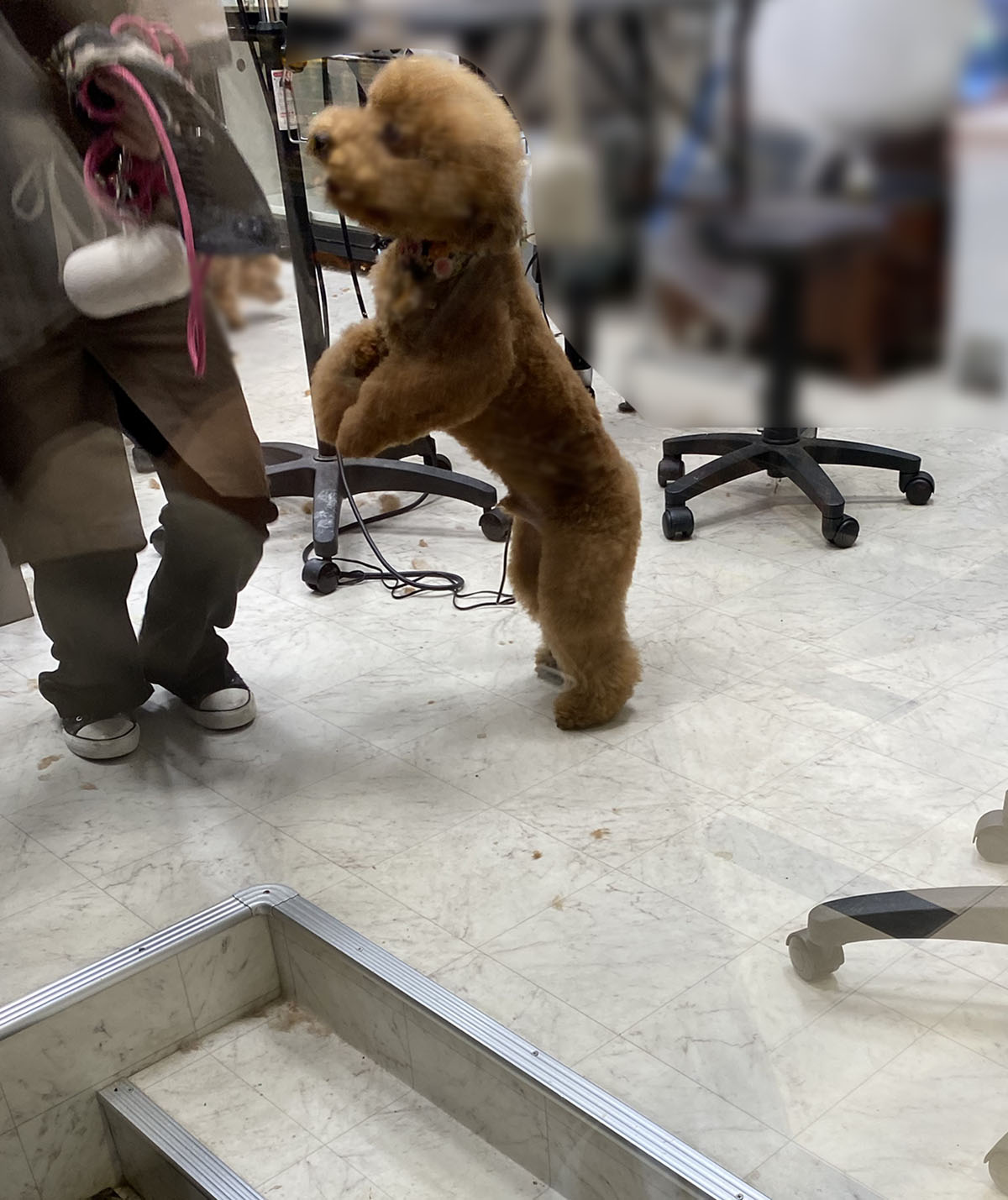 アフロ犬まであと一歩 トイプードルパピーのトリミング Aula Powered By ライブドアブログ アフロ犬まであと一歩 トイプードルパピーのトリミング Aula Powered By ライブドアブログ