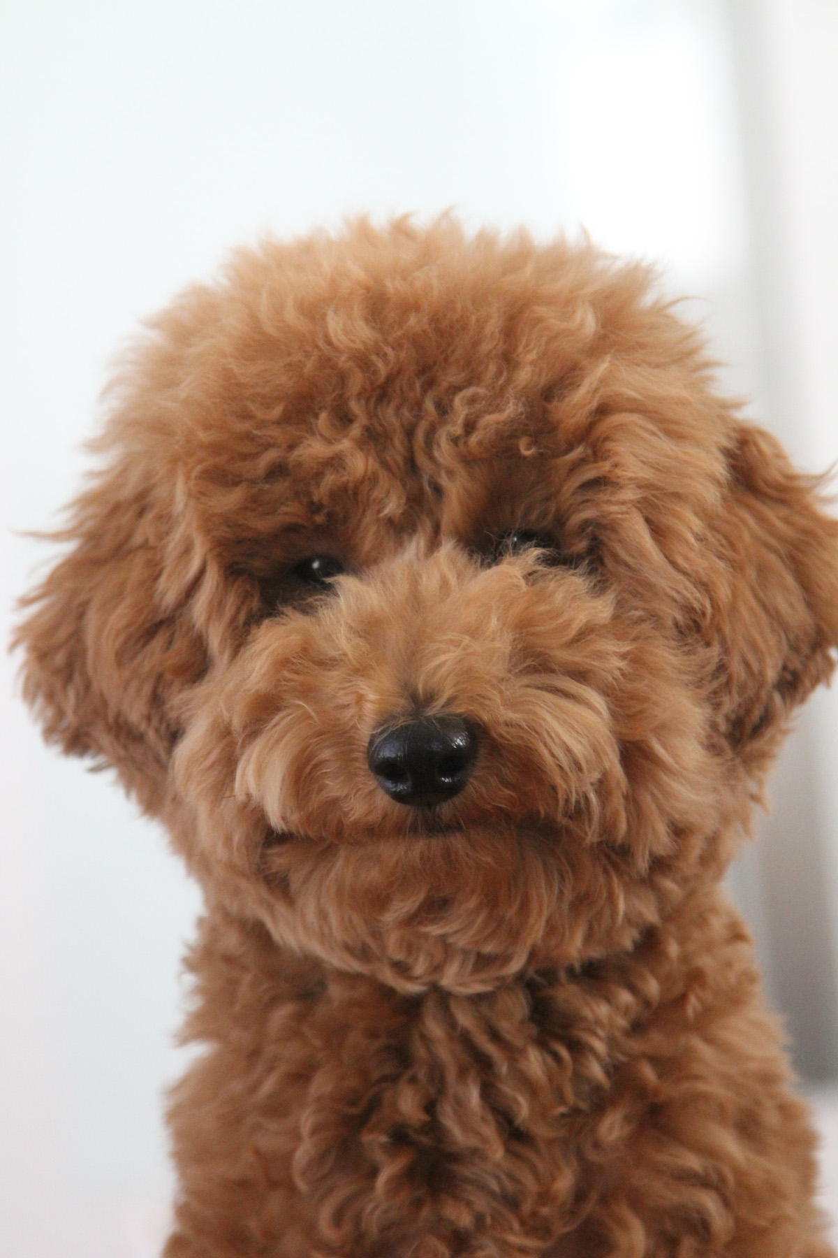 口が真一文字なトイプードル子犬 Aula Powered By ライブドアブログ 口が真一文字なトイプードル子犬 Aula Powered By ライブドアブログ
