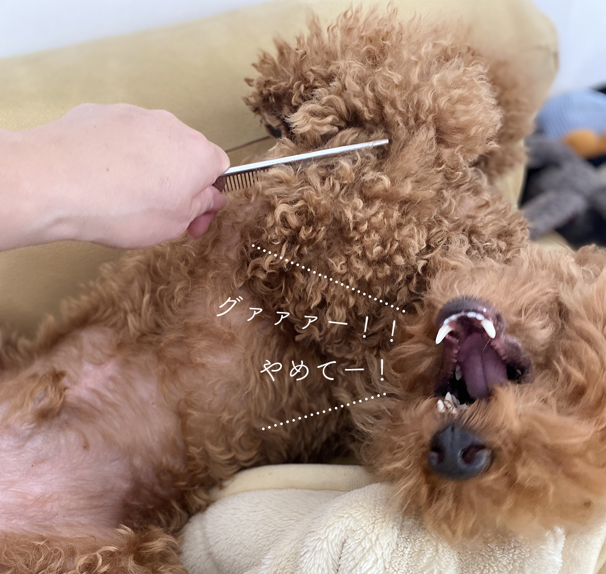 ブラッシングが嫌いな犬 こうすれば素直になる Aula Powered By ライブドアブログ