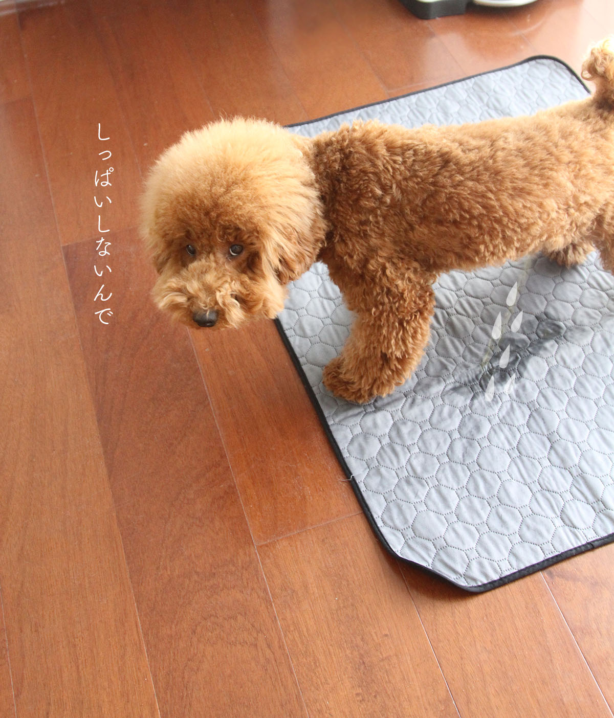 トイプードルパピーのトイレ事情 トイレ覚えた Aula Powered By ライブドアブログ