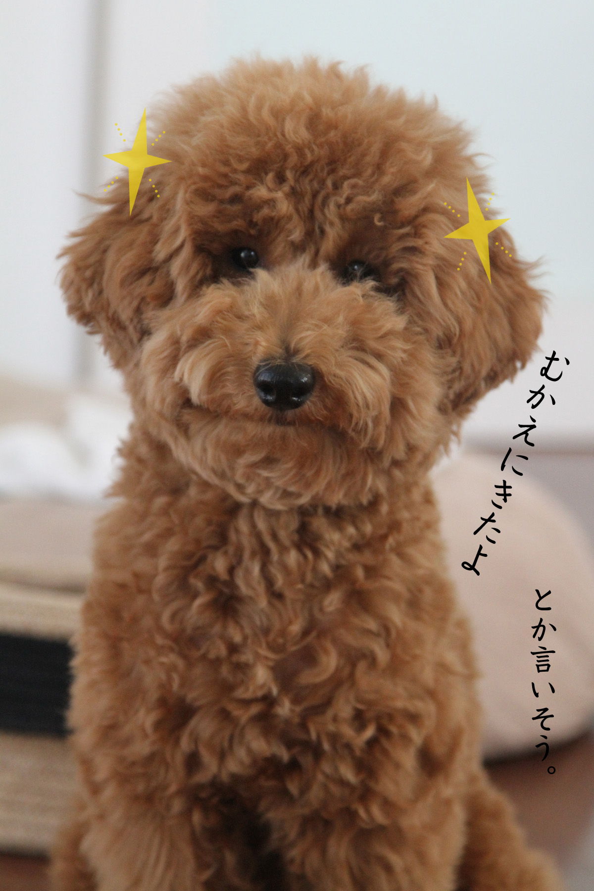 口が真一文字なトイプードル子犬 Aula Powered By ライブドアブログ 口が真一文字なトイプードル子犬 Aula Powered By ライブドアブログ