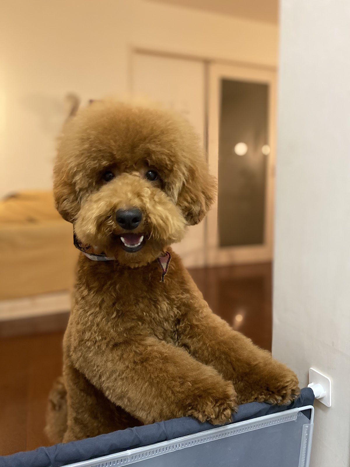 アフロ犬まであと一歩 トイプードルパピーのトリミング Aula Powered By ライブドアブログ アフロ犬まであと一歩 トイプードルパピーのトリミング Aula Powered By ライブドアブログ