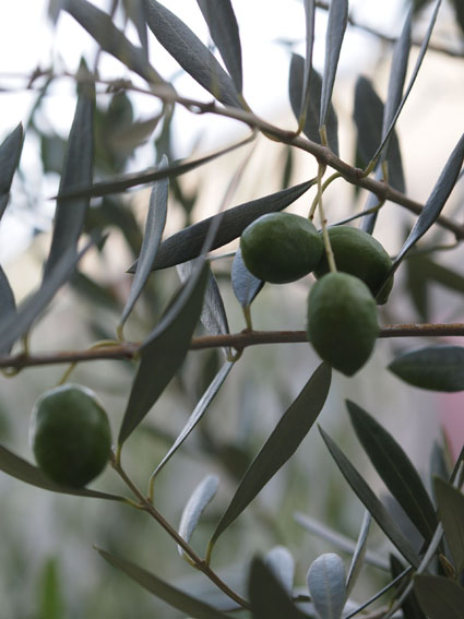 ７年後のユーカリはこうなります 驚異の成長っぷり Aula Powered By ライブドアブログ