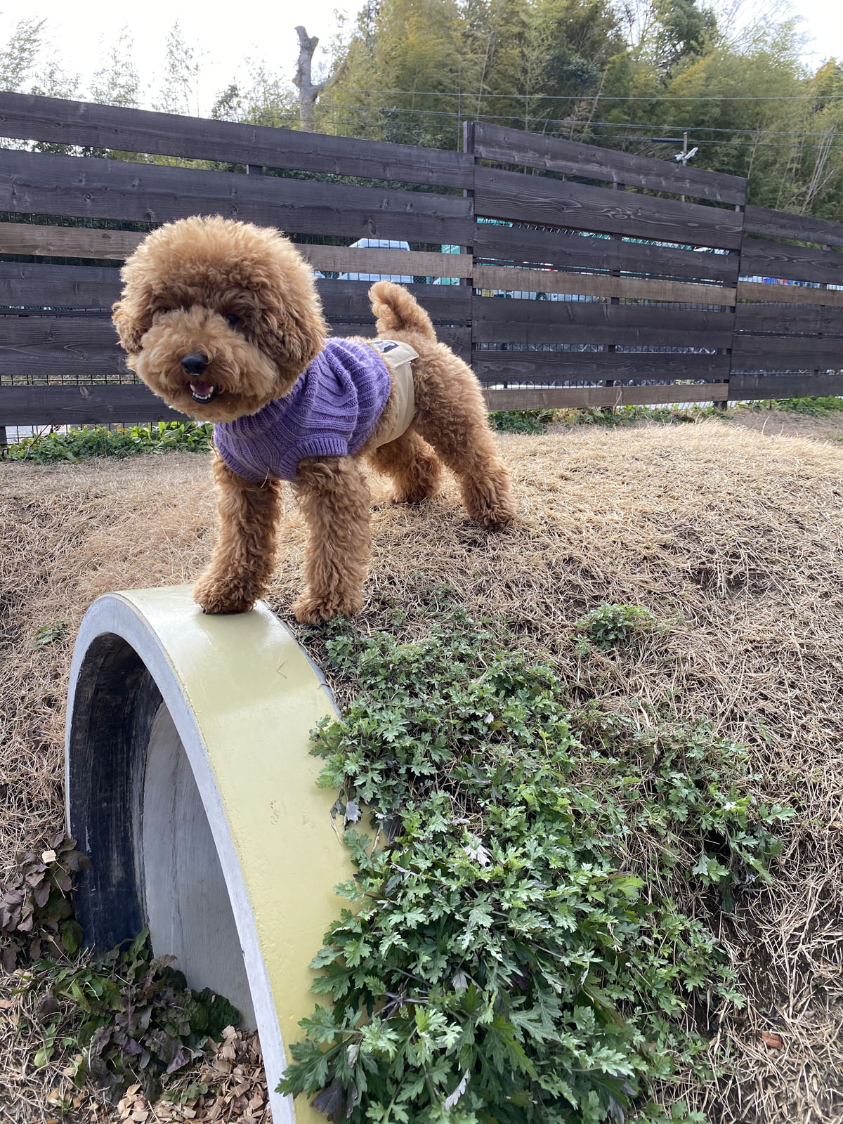 トイプードル子犬 はじめてのドッグランで うちの子天才なの な行動 Aula Powered By ライブドアブログ トイプードル子犬 はじめてのドッグランで うちの子天才なの な行動 Aula Powered By ライブドアブログ