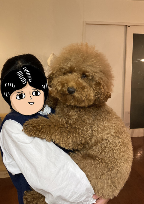 大きなトイプードル 1歳半の体重測定 Aula Powered By ライブドアブログ