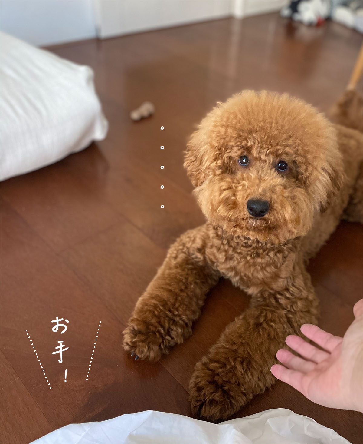 デカプー 躾ってうまく行かないよね Aula Powered By ライブドアブログ