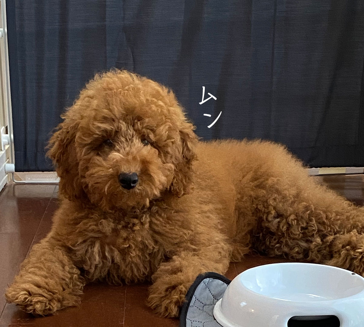 犬さん絶賛甘噛み中 痛いよ Aula Powered By ライブドアブログ 犬さん絶賛甘噛み中 痛いよ Aula Powered By ライブドアブログ