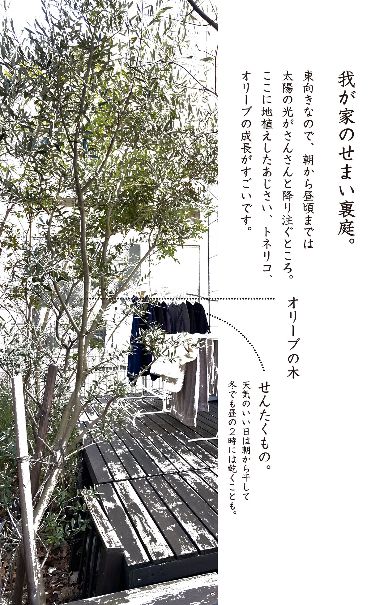 8年後 巨大化したオリーブの話 Aula Powered By ライブドアブログ 8年後 巨大化したオリーブの話 Aula Powered By ライブドアブログ
