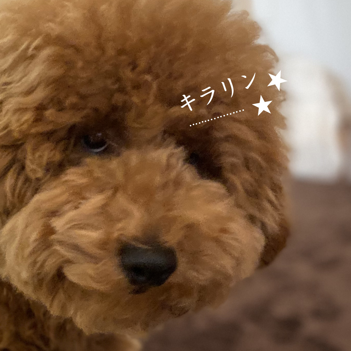 上目づかいで飼い主を悩殺するトイプードル子犬 Aula Powered By ライブドアブログ 上目づかいで飼い主を悩殺するトイプードル子犬 Aula Powered By ライブドアブログ