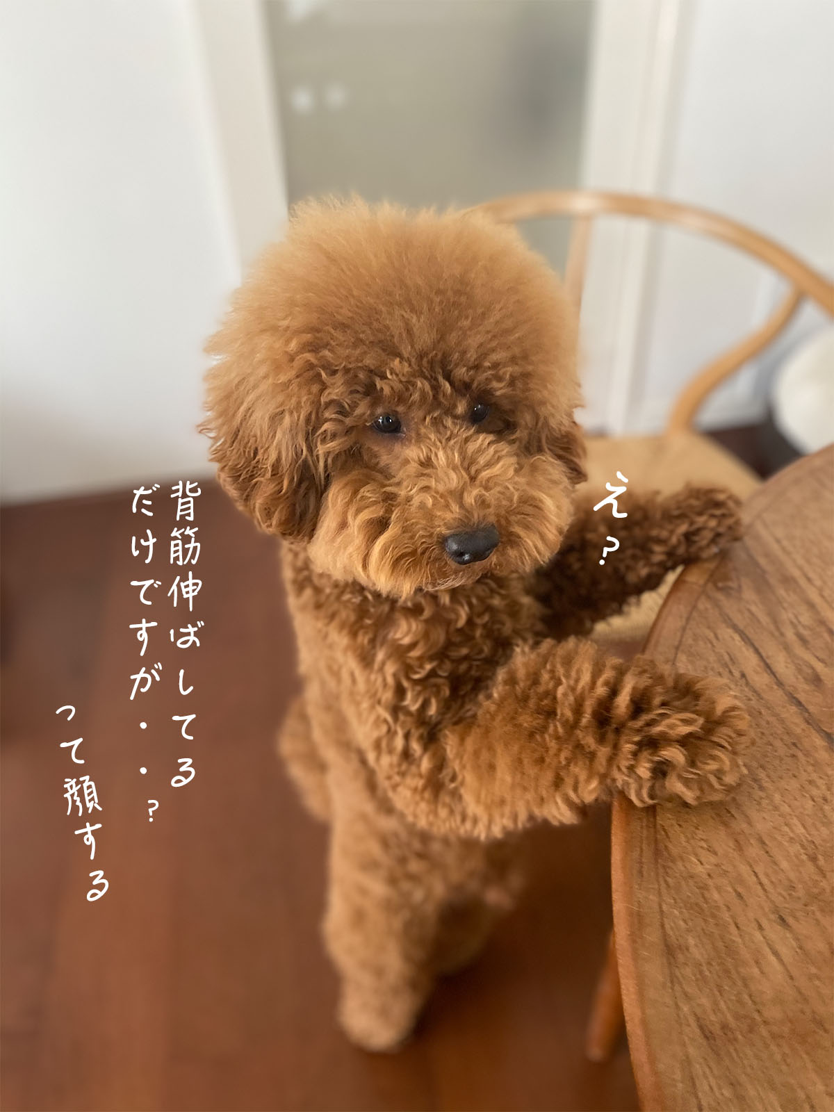 デカプー 躾ってうまく行かないよね Aula Powered By ライブドアブログ デカプー 躾ってうまく行かないよね Aula Powered By ライブドアブログ