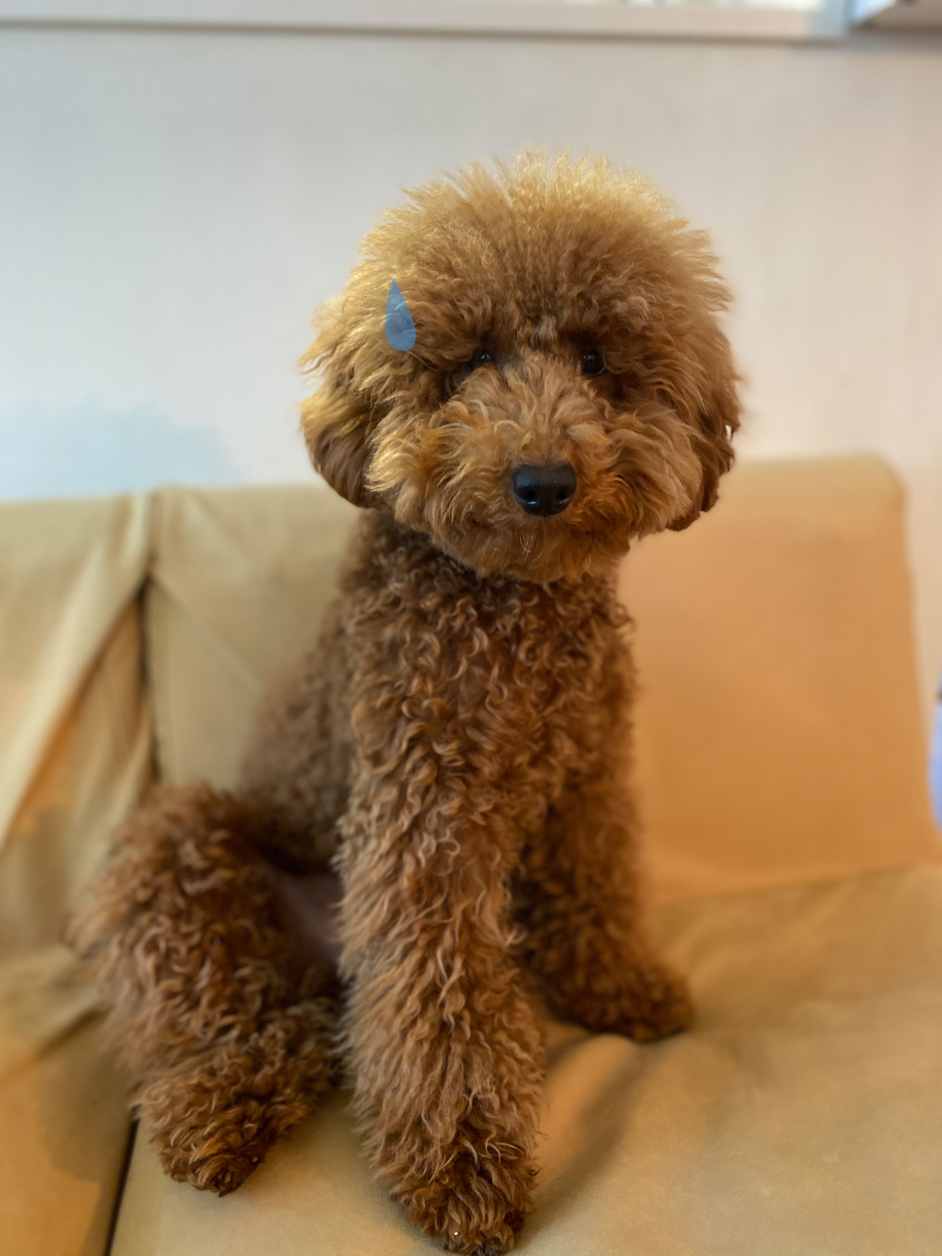 アフロ犬 寝起きから整えた後が男前なんです Aula Powered By ライブドアブログ