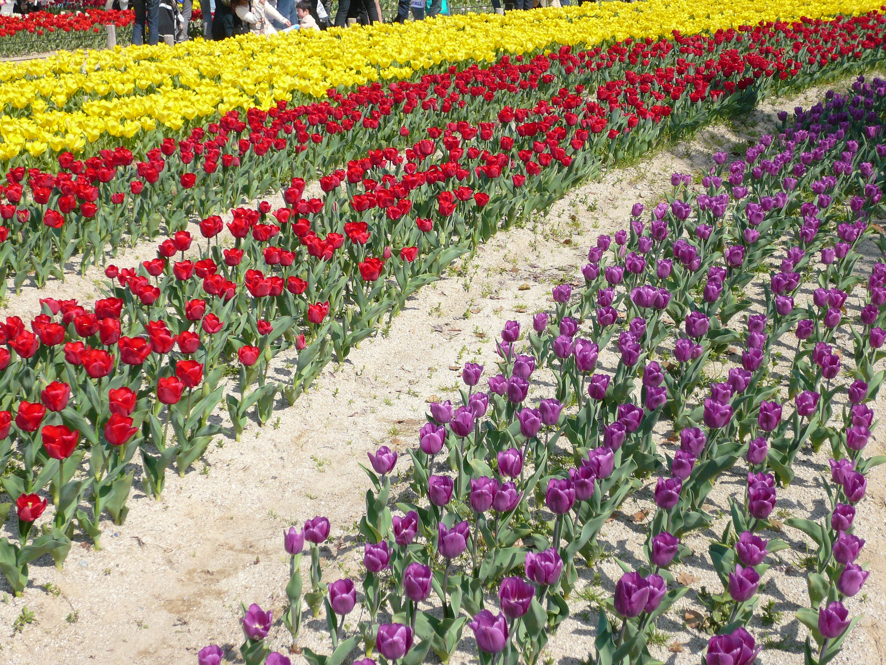 桜まつり チューリップフェスタ In 万博公園 八尾のまちの弁護士ブログ