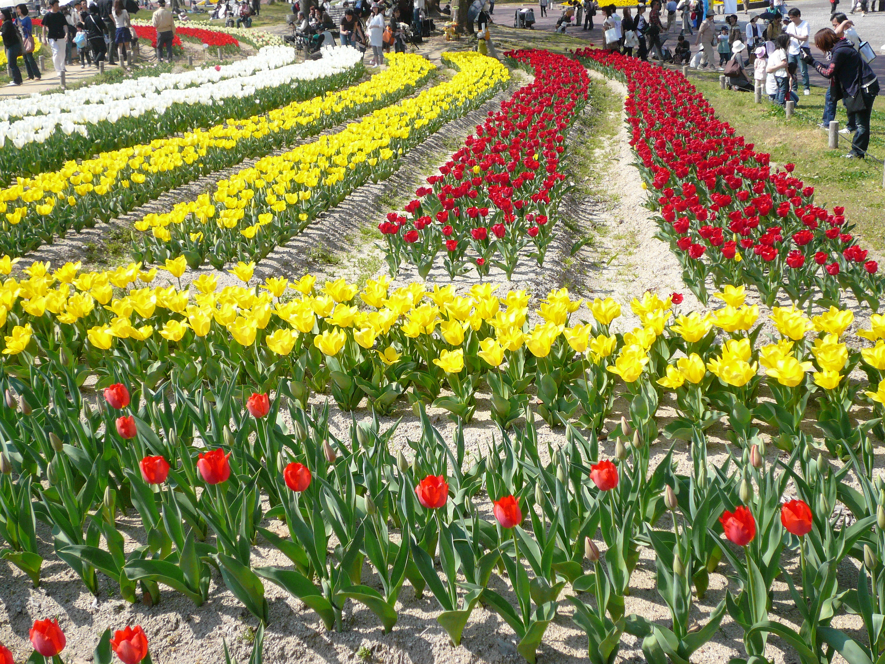 桜まつり チューリップフェスタ In 万博公園 八尾のまちの弁護士ブログ