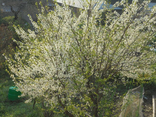 プラムの花が咲いている あうんの日記