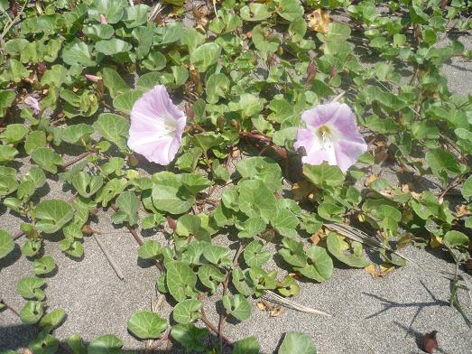 海辺の植物たち 猫じゃらし揺れて