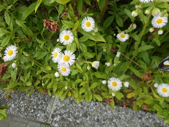 見分けにくい花 ハルジオンとヒメジョオン 猫じゃらし揺れて