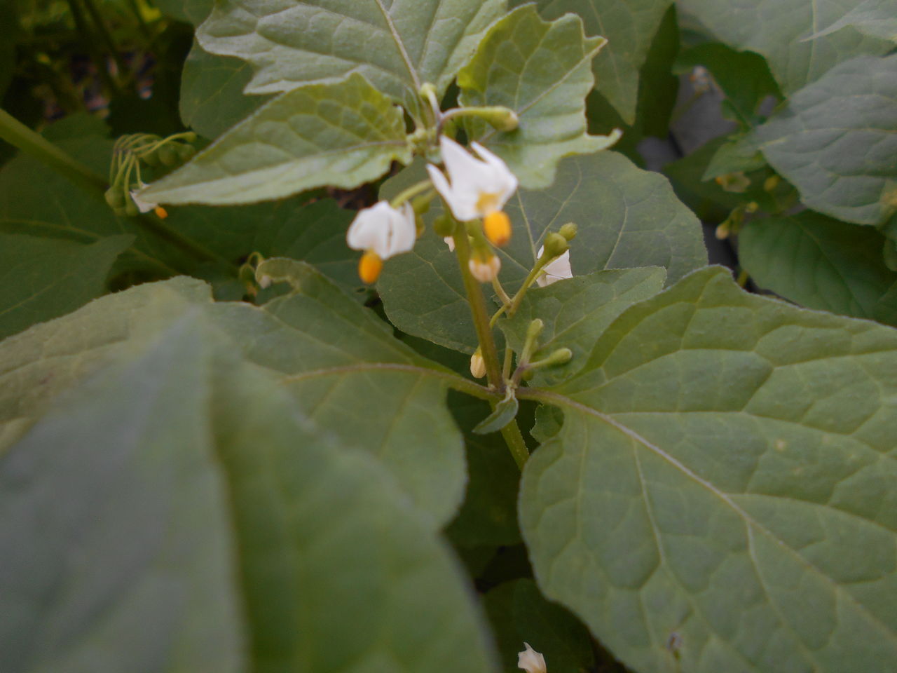野の花 秋1 猫じゃらし揺れて 野の花 秋1 猫じゃらし揺れて