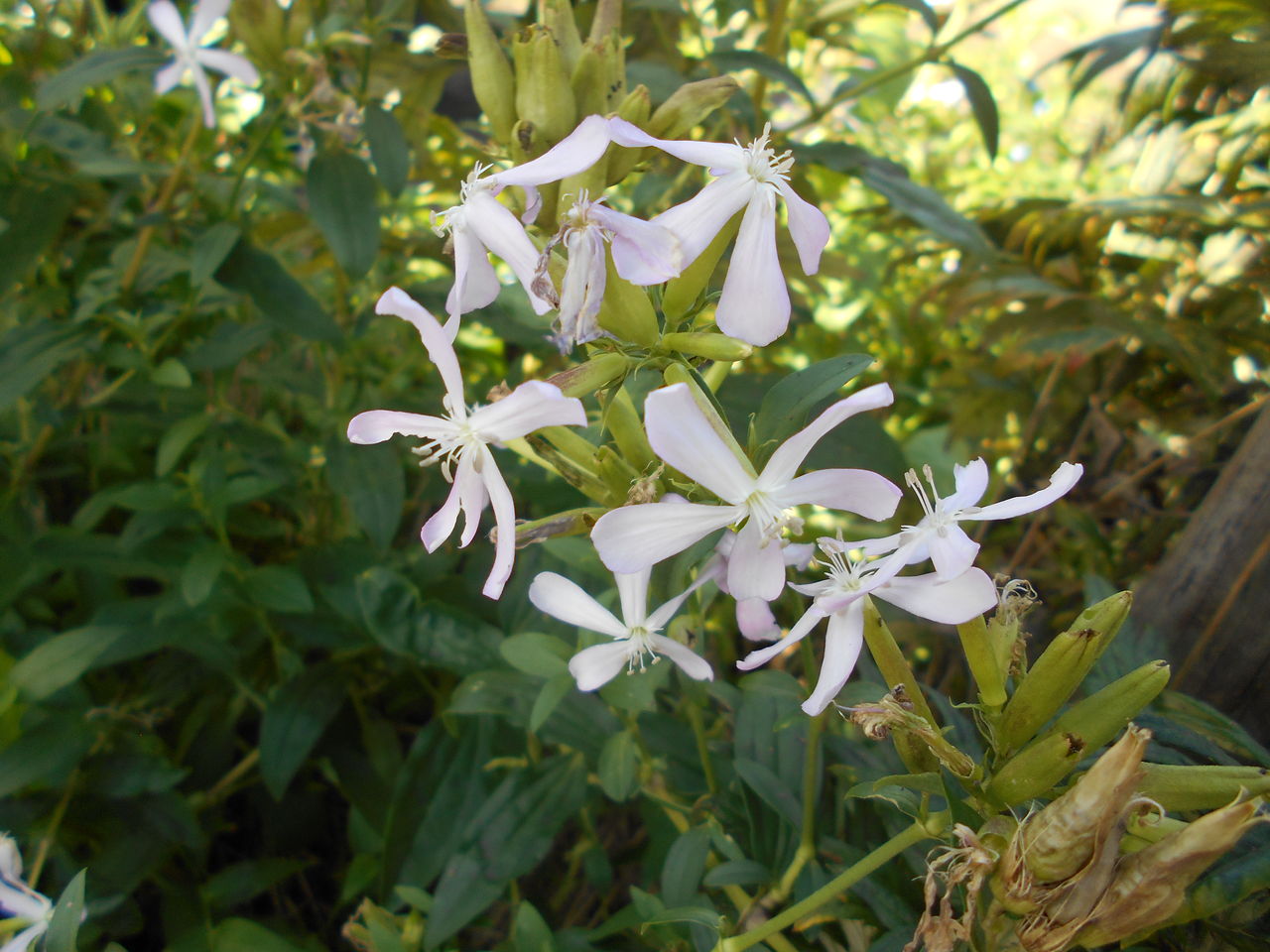 野の花 秋１ 猫じゃらし揺れて