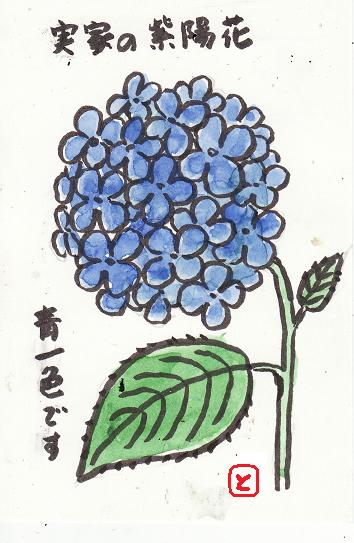 絵手紙 紫陽花 猫じゃらし揺れて 絵手紙 紫陽花 猫じゃらし揺れて