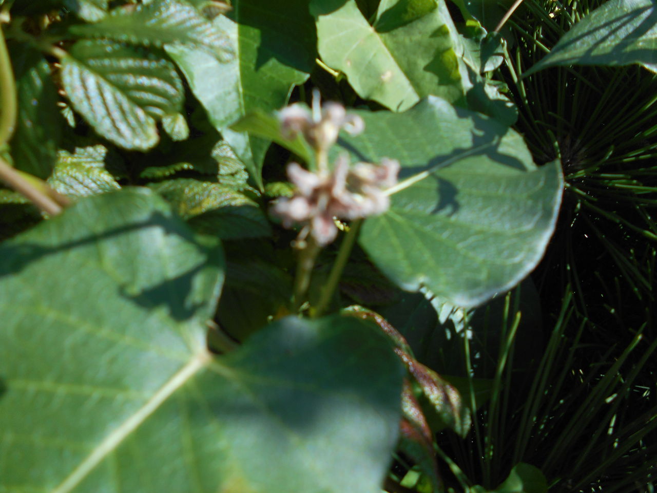 野の花 秋１ 猫じゃらし揺れて