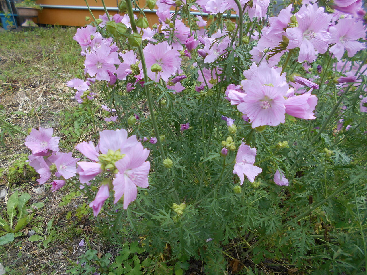 野の花 夏その1 猫じゃらし揺れて 野の花 夏その1 猫じゃらし揺れて