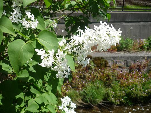 ライラックの呼び方あの国この国 猫じゃらし揺れて