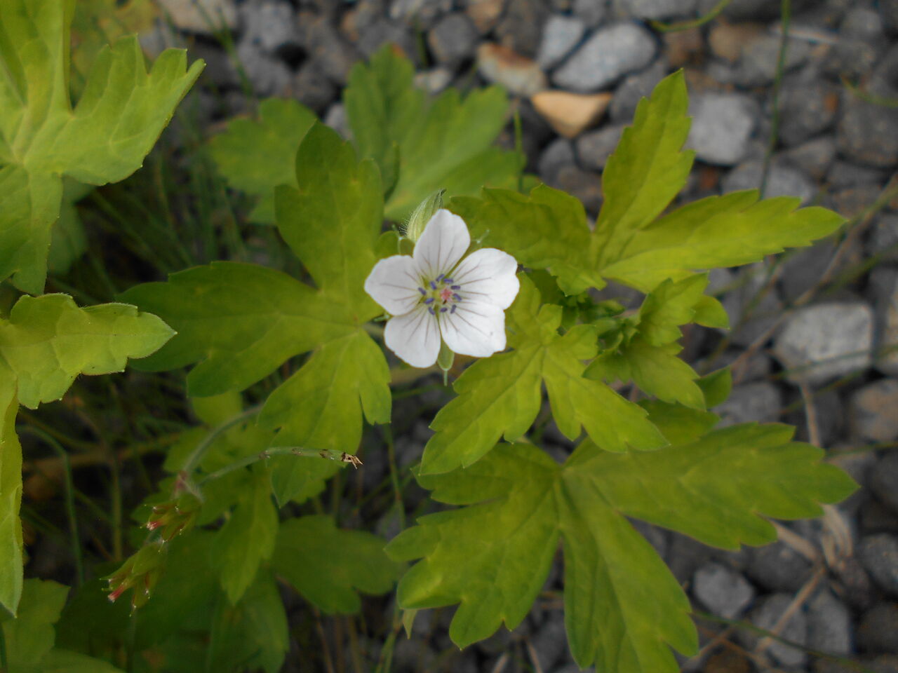 野の花 夏その1 猫じゃらし揺れて 野の花 夏その1 猫じゃらし揺れて