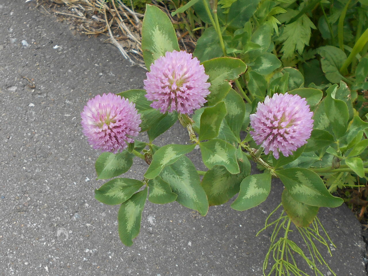 野の花 初夏その3 猫じゃらし揺れて