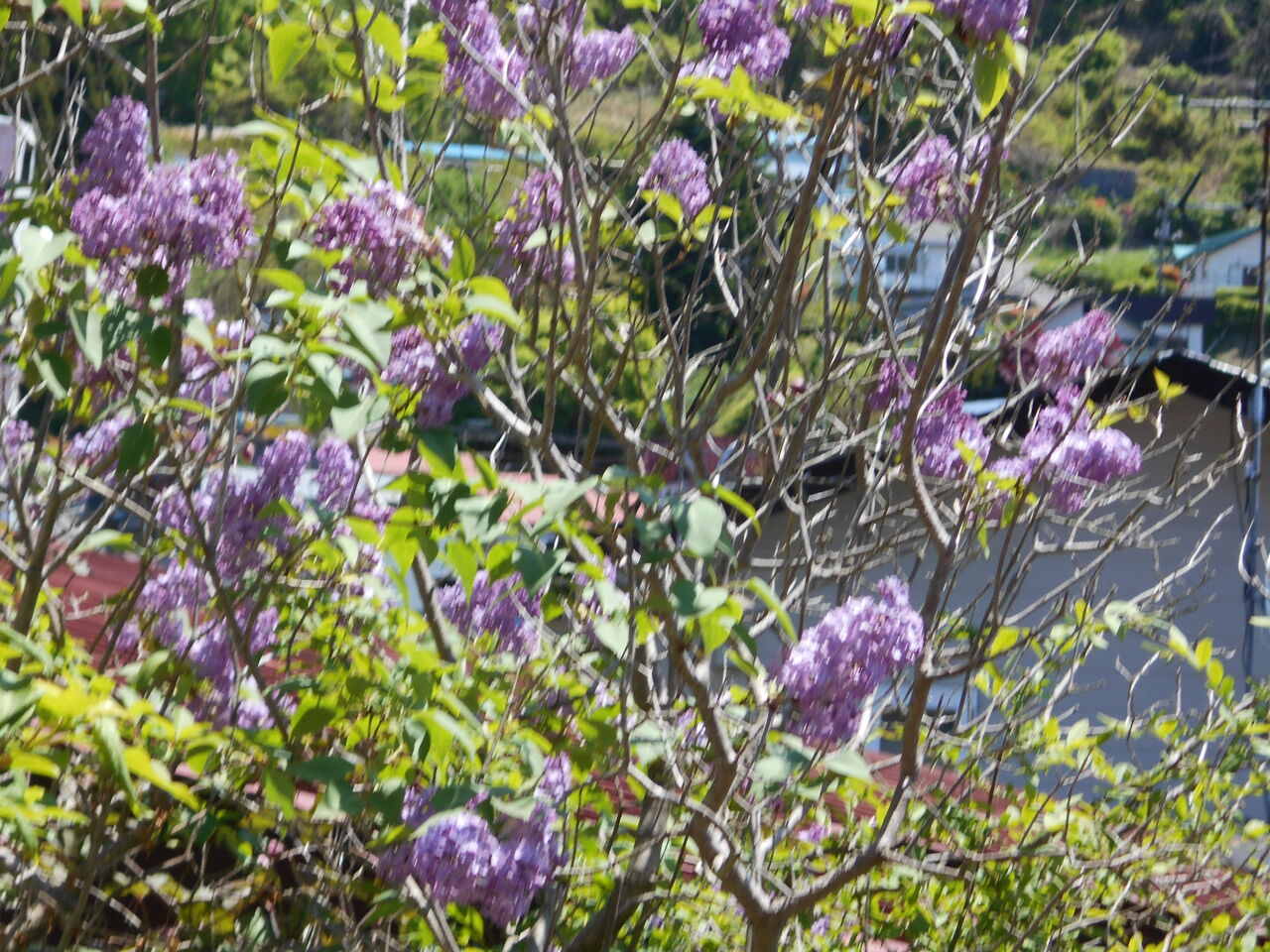 薄紫の花房薫る 初夏の樹木の花 猫じゃらし揺れて
