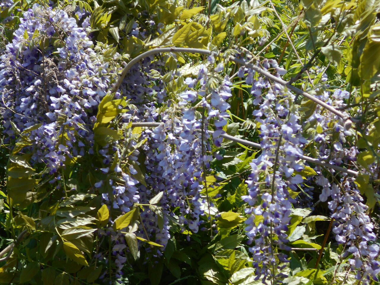 薄紫の花房薫る 初夏の樹木の花 猫じゃらし揺れて