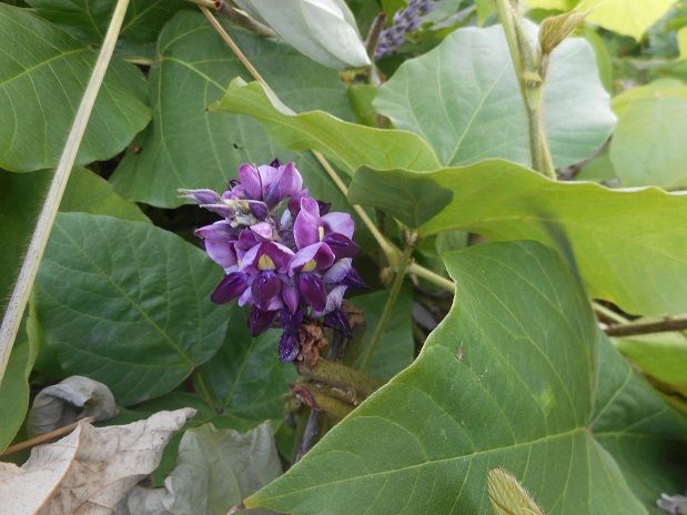 8月のマメ科たち 猫じゃらし揺れて