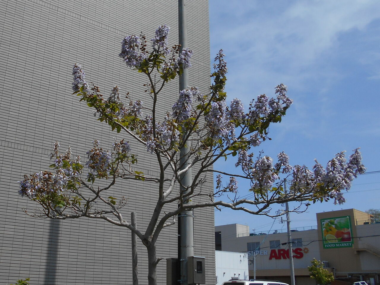 薄紫の花房薫る 初夏の樹木の花 猫じゃらし揺れて