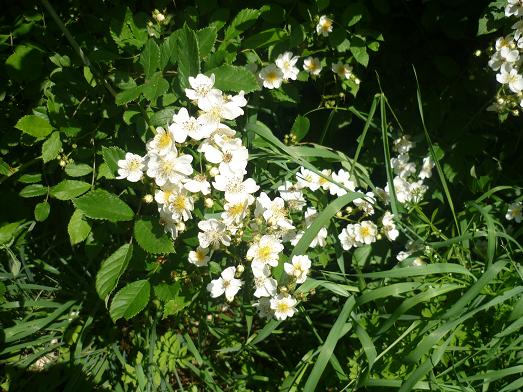 白い花たち 猫じゃらし揺れて