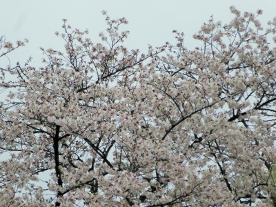 雨中の花見 おらおら日記 逆襲編 雨中の花見 おらおら日記 逆襲編