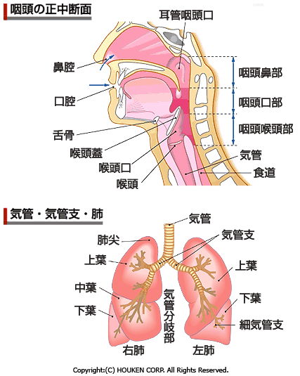 呼吸器系 鼻 Cadeau De Nature 呼吸器系 鼻 Cadeau De Nature