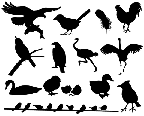 bird-silhouette-free1-770