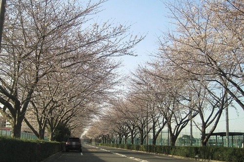 桜飛田給6