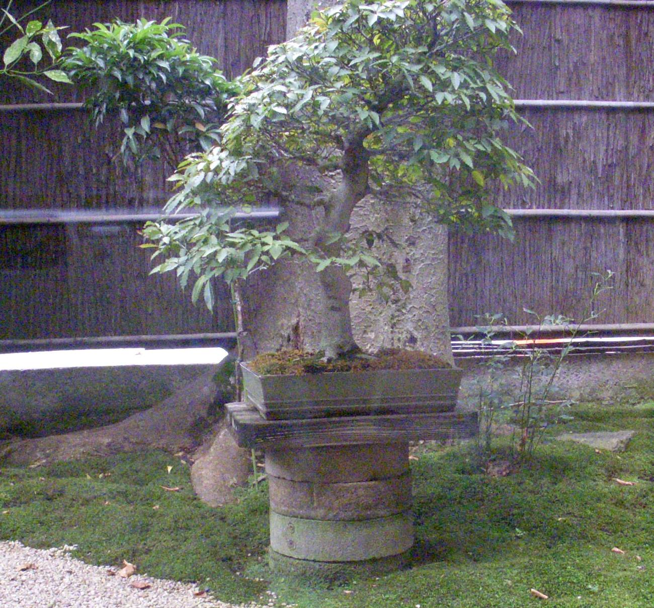 ラリーと宇宙と時々那智の浜 石臼の盆栽台