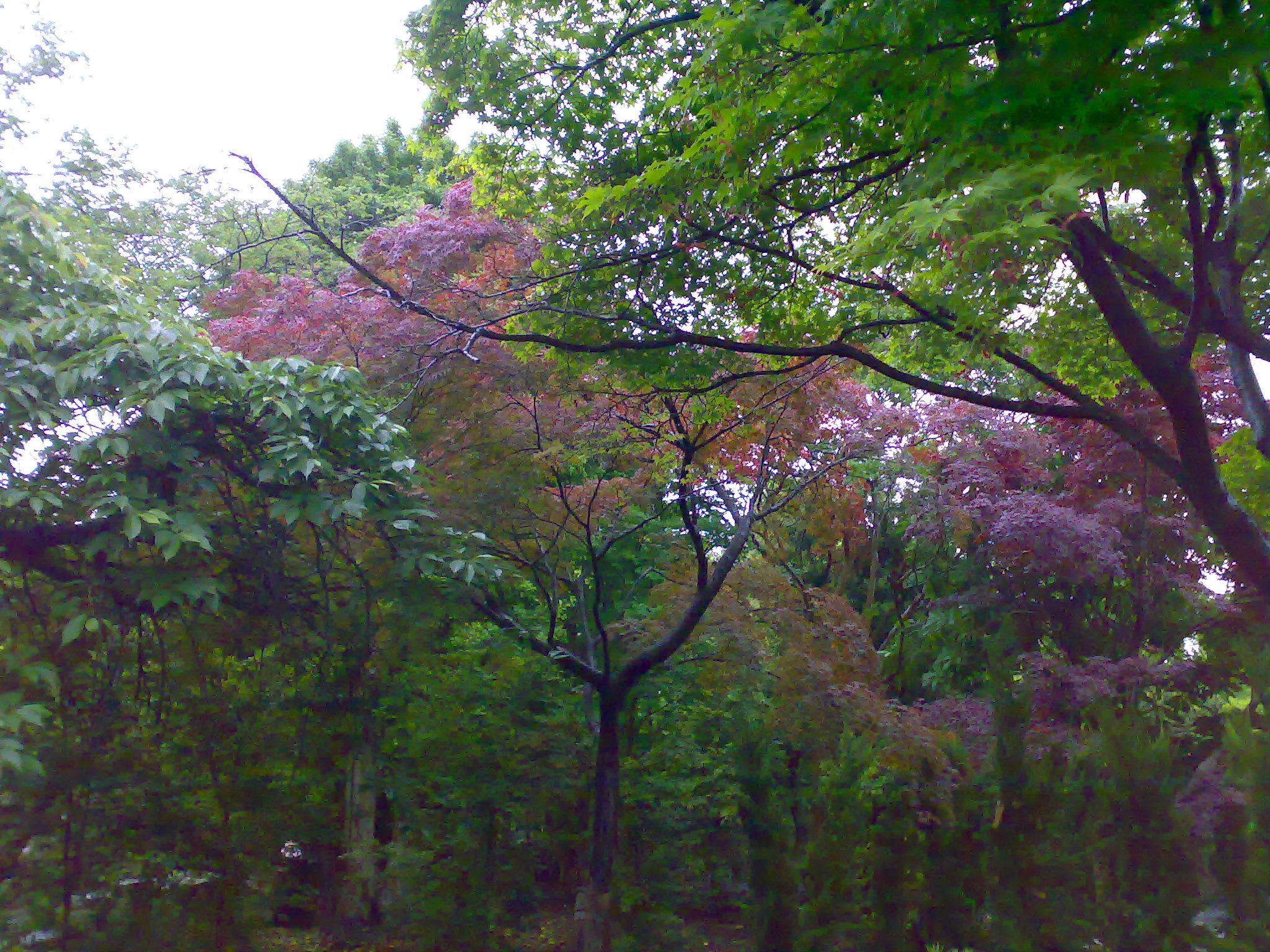 20100523365