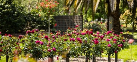 Messenger_creation_1E3EBC8E-42FD-4AA6-8FFE-1F6D3867BC23