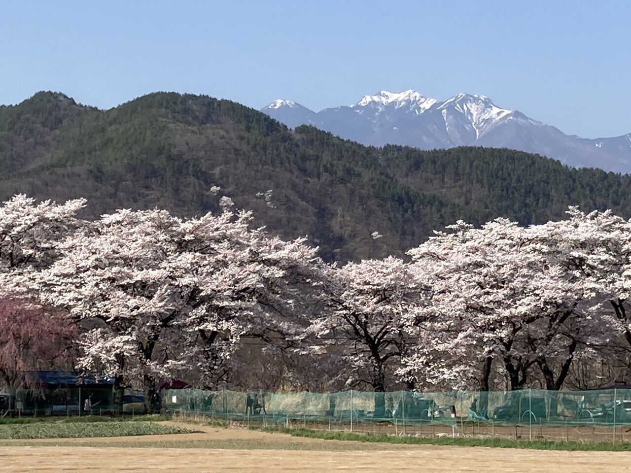 桜銘木・山・自転車堪能のOBラン : austintexasの自転車日誌 桜銘木・山・自転車堪能のOBラン : austintexasの自転車日誌