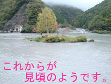 これからが見頃のようです。